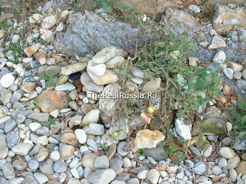 Tomatos on pebble beach