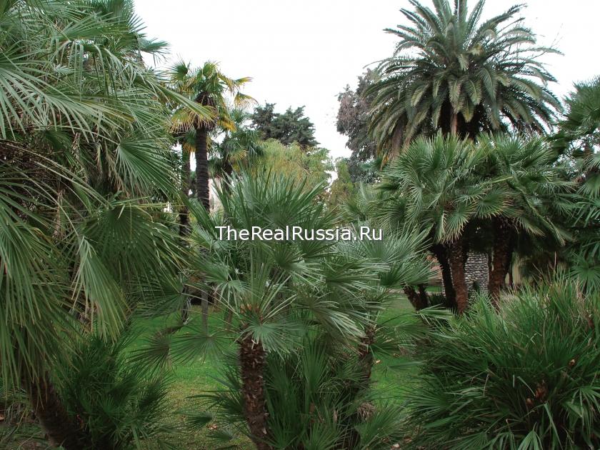 Sochi is a tropical capital of a Winter Olympic games